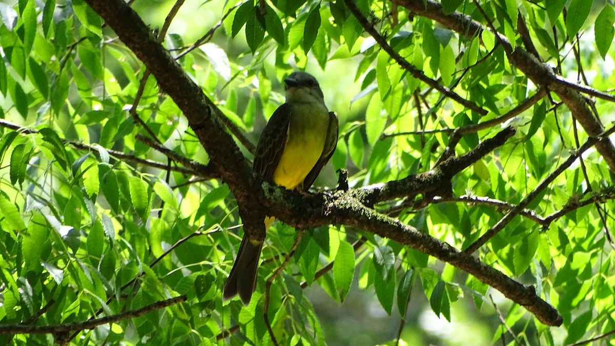 Tropical Kingbird - ML646659235