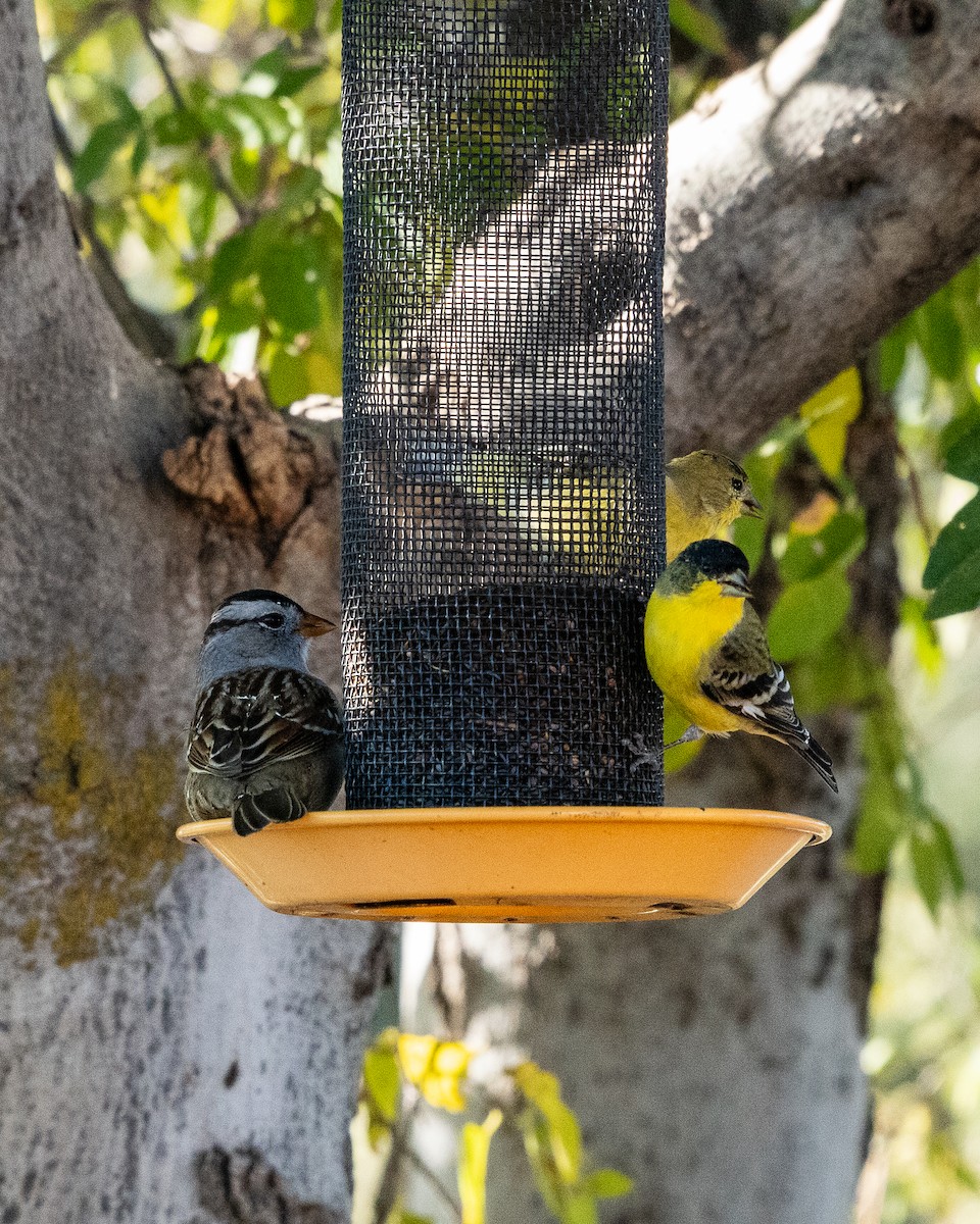 White-crowned Sparrow - ML646659237
