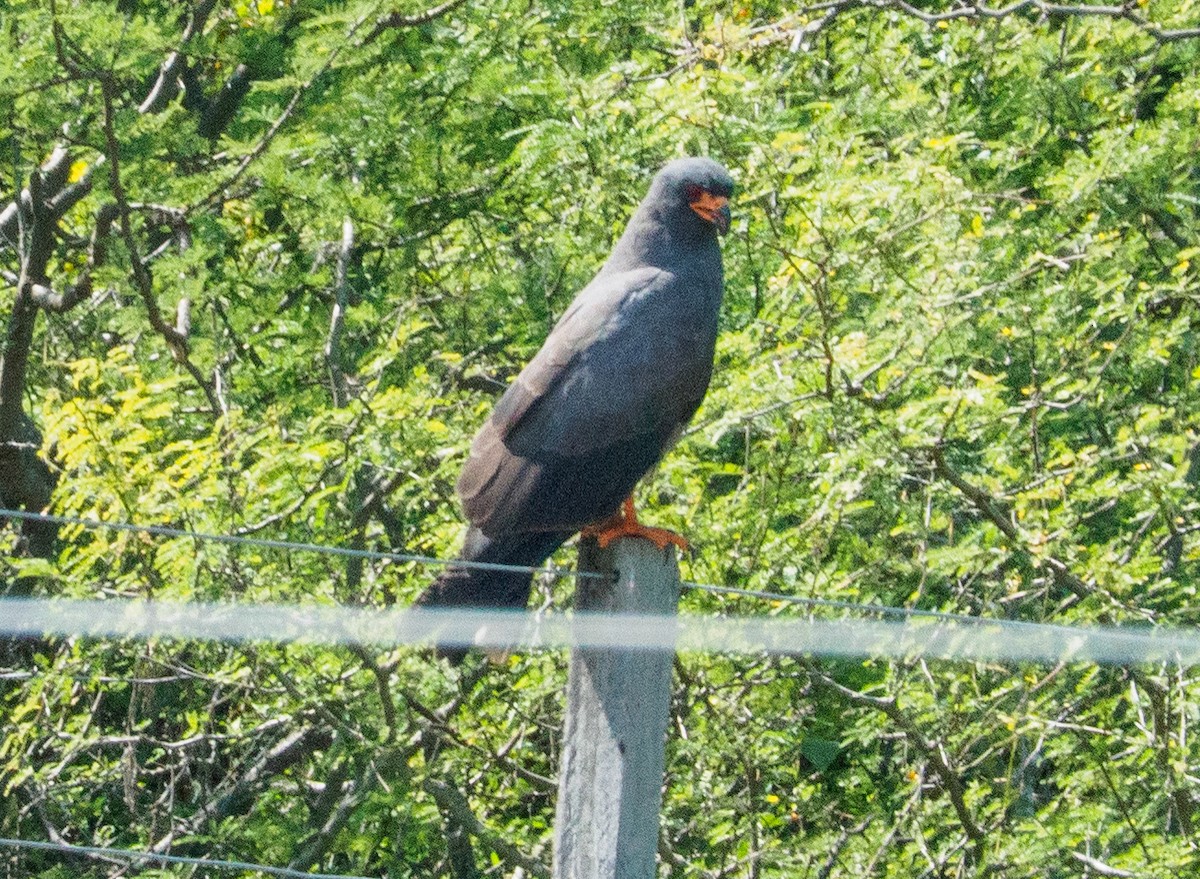 Snail Kite - ML646659240