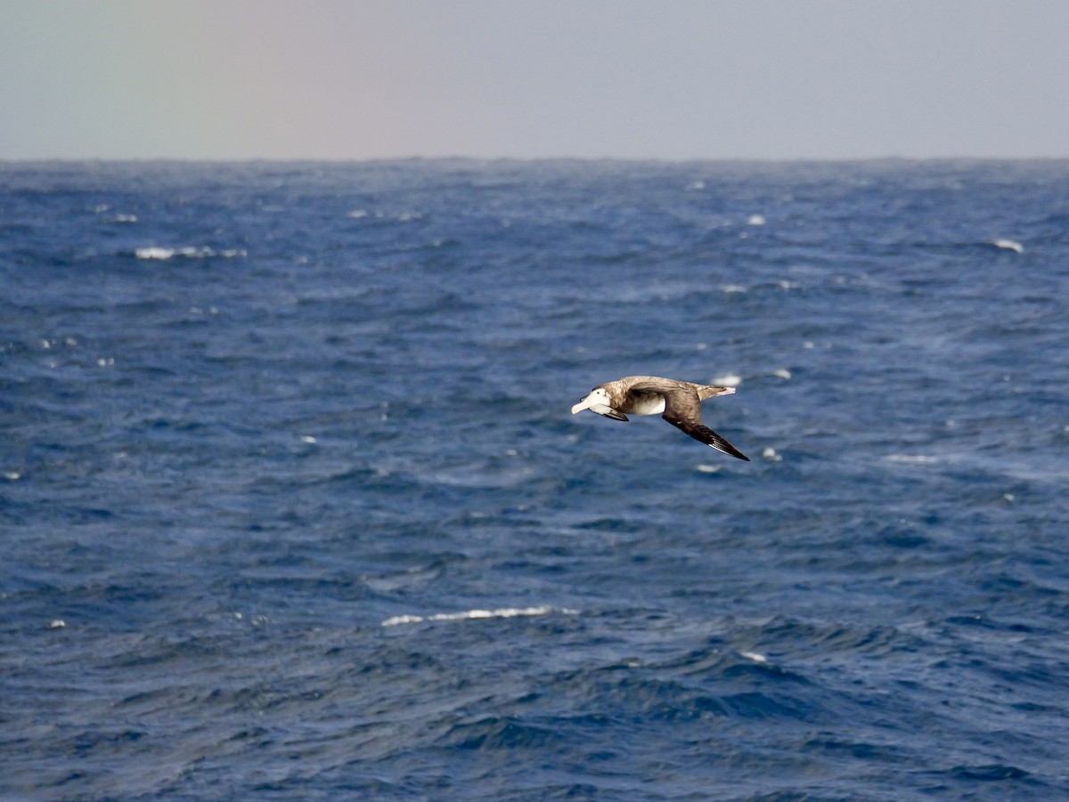 Antipodean Albatross - ML646659241