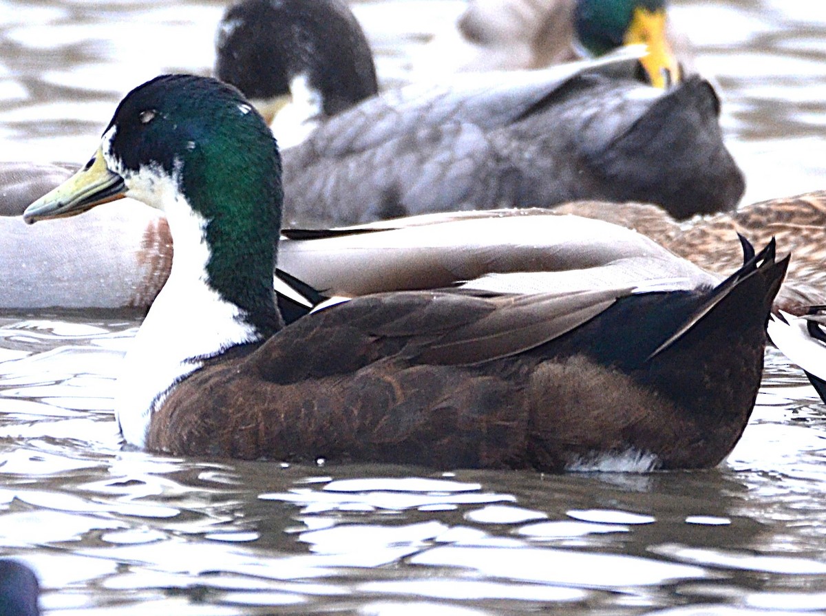 Тэжээмэл нугас - ML646659250