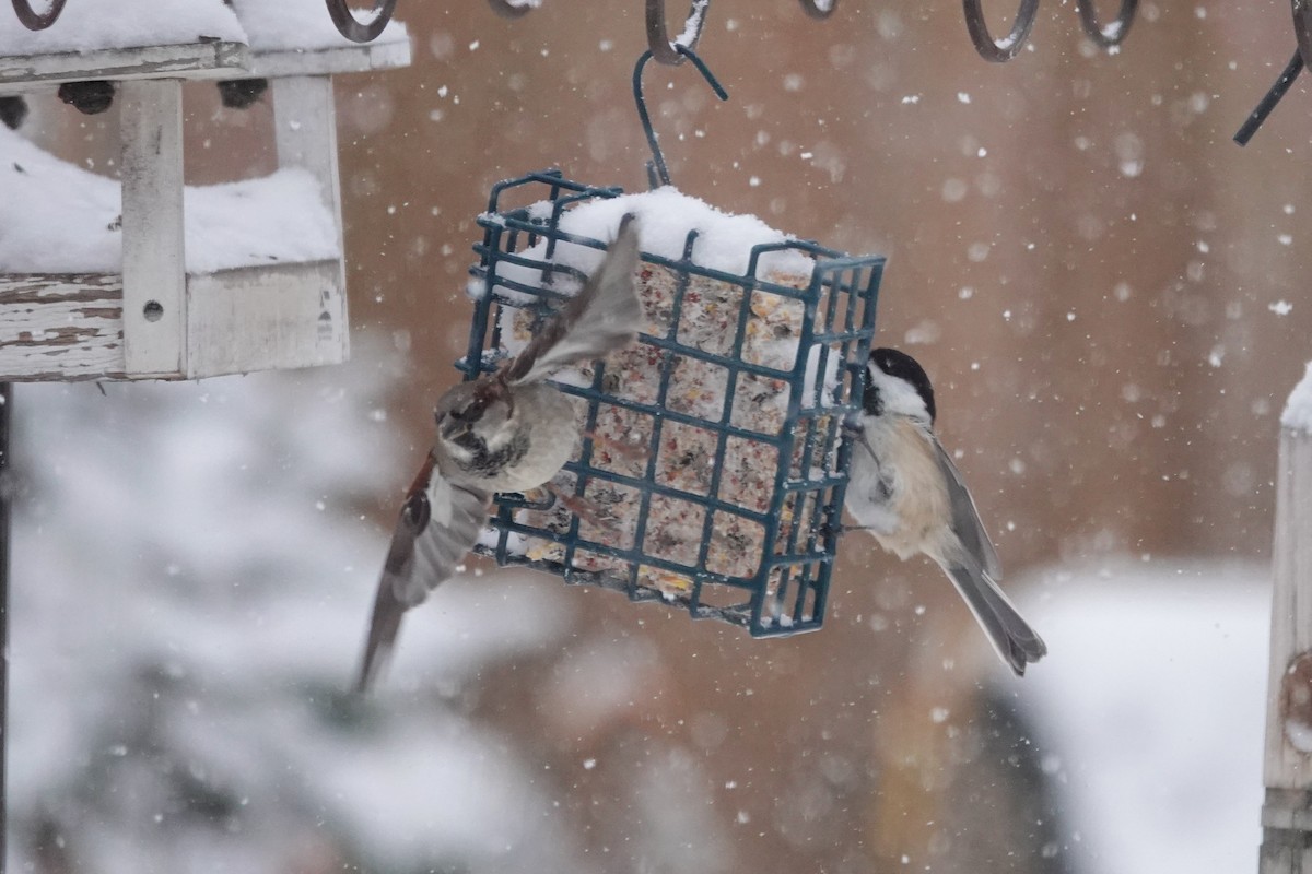 Black-capped Chickadee - ML646659251