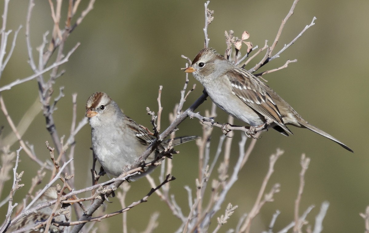 White-crowned Sparrow (Gambel's) - ML646659254