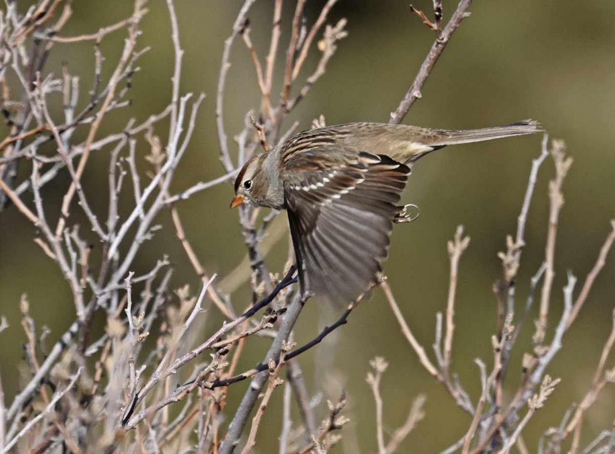 White-crowned Sparrow (Gambel's) - ML646659255