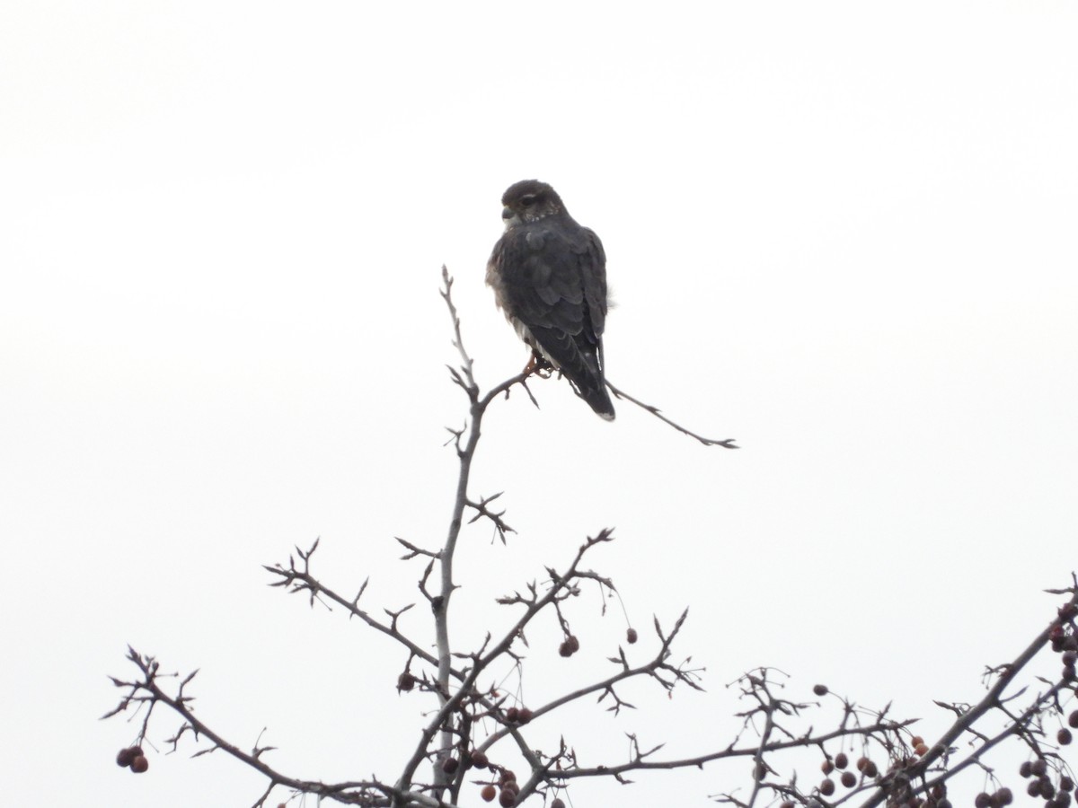 Belatz txikia - ML646659257