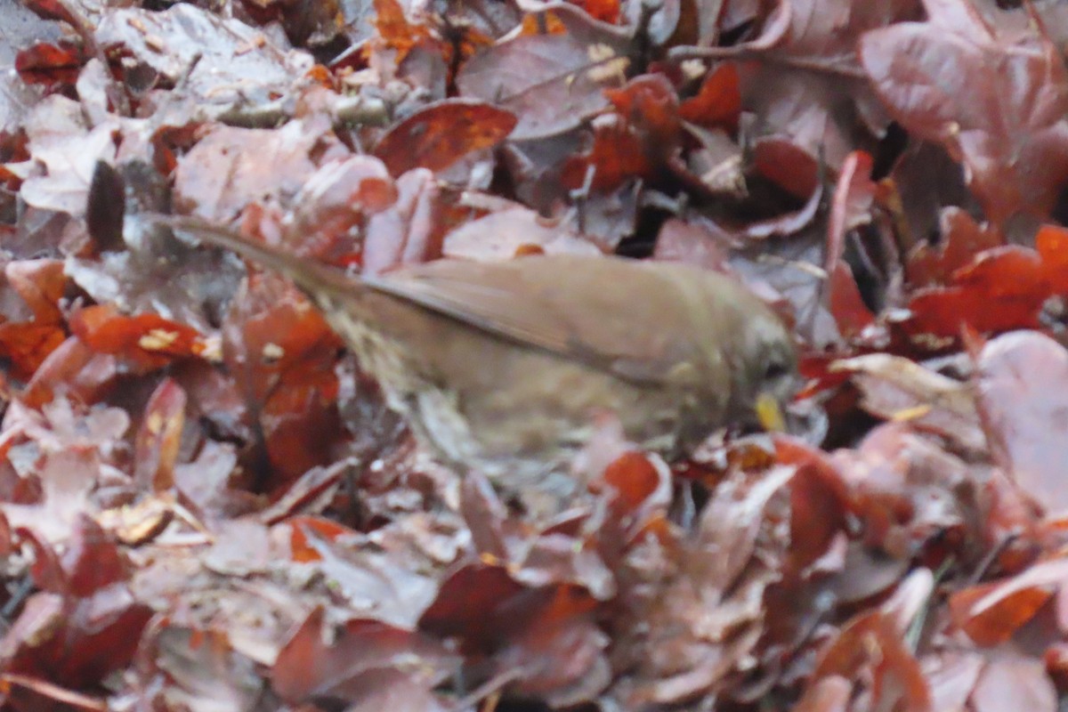 ゴマフスズメ - ML646659262