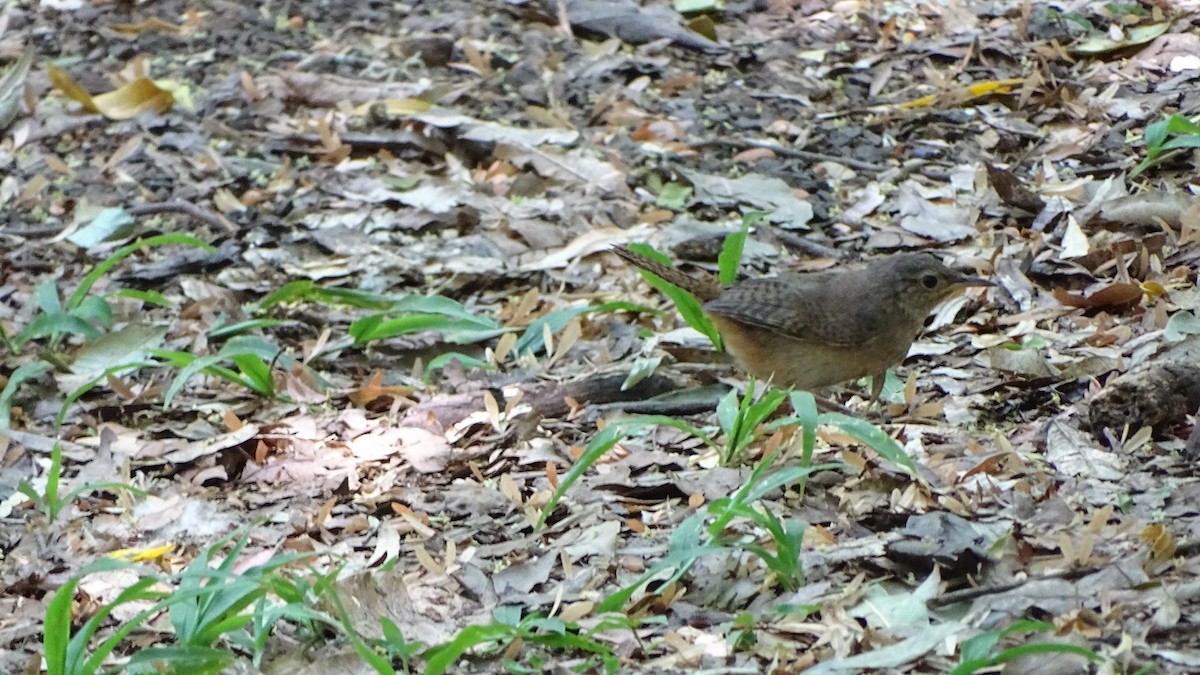 Southern House Wren - ML646659263