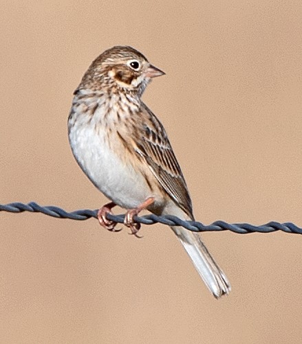 Vesper Sparrow - ML646659264