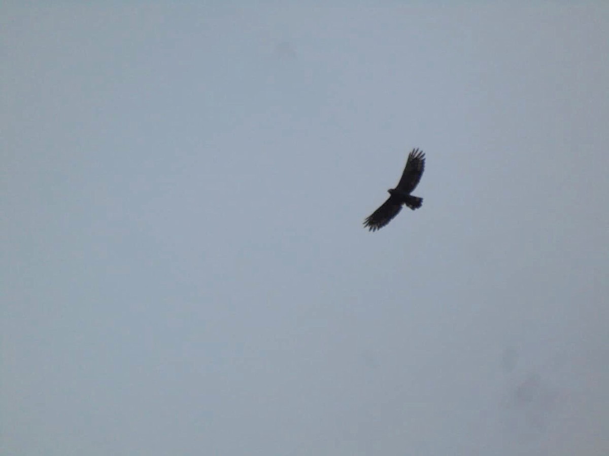 Хохлатый змееяд - ML646659273