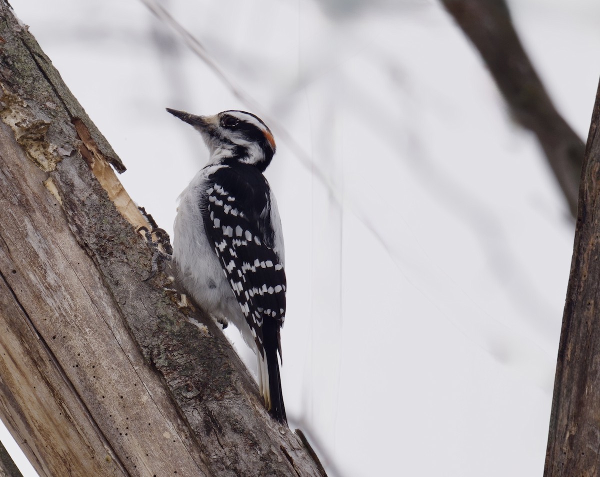 hårspett - ML646659276