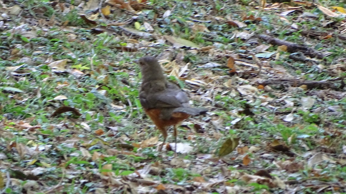 Rufous-bellied Thrush - ML646659277