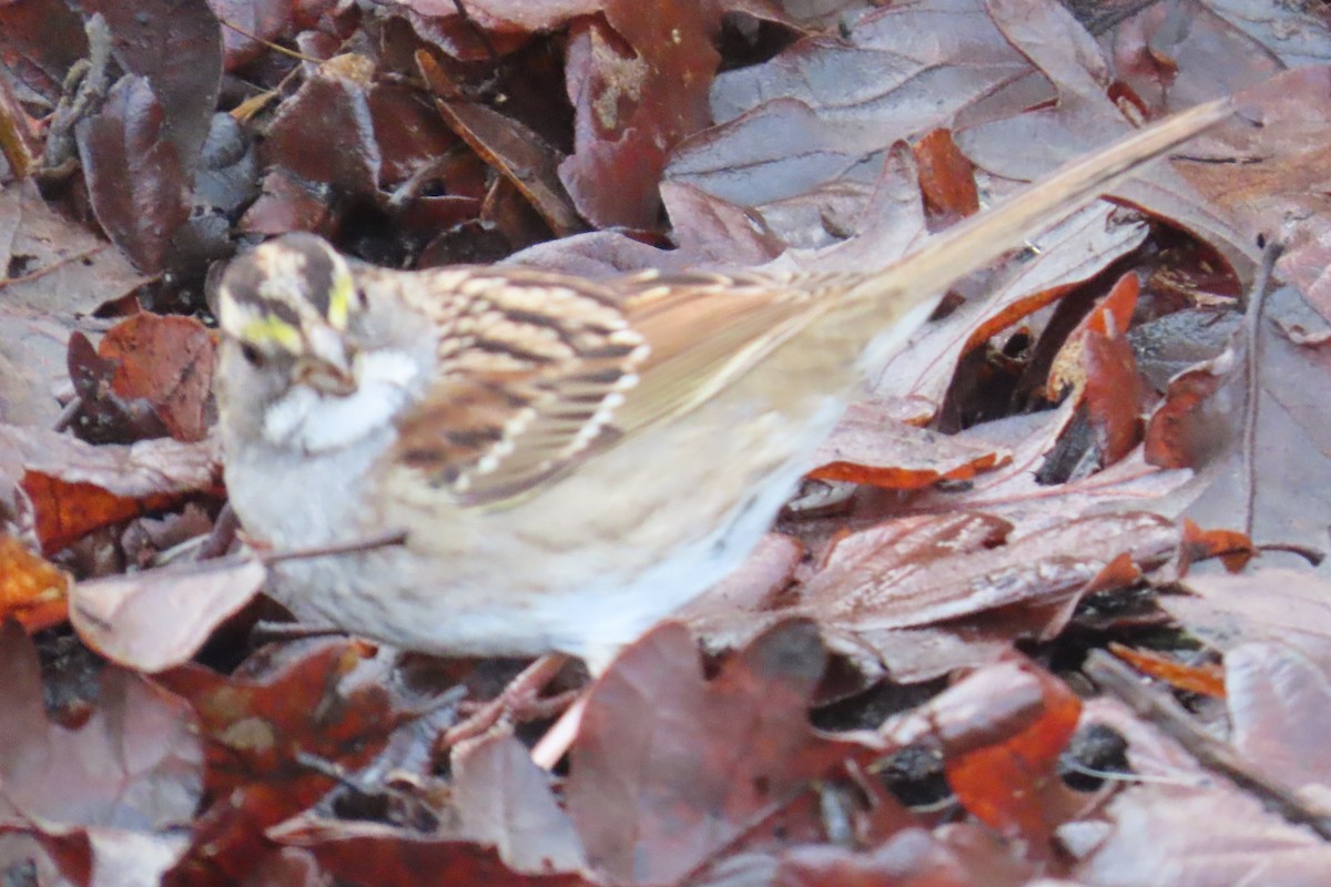 ノドジロシトド - ML646659279