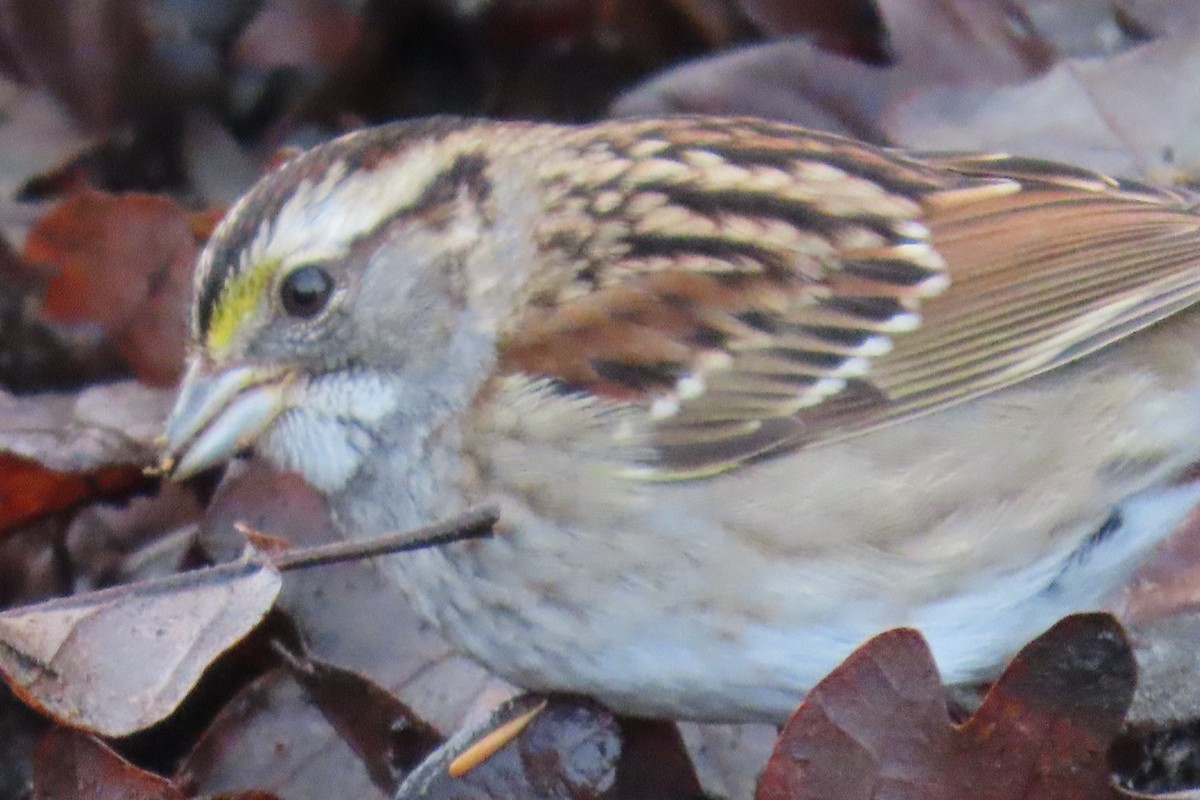 ノドジロシトド - ML646659280