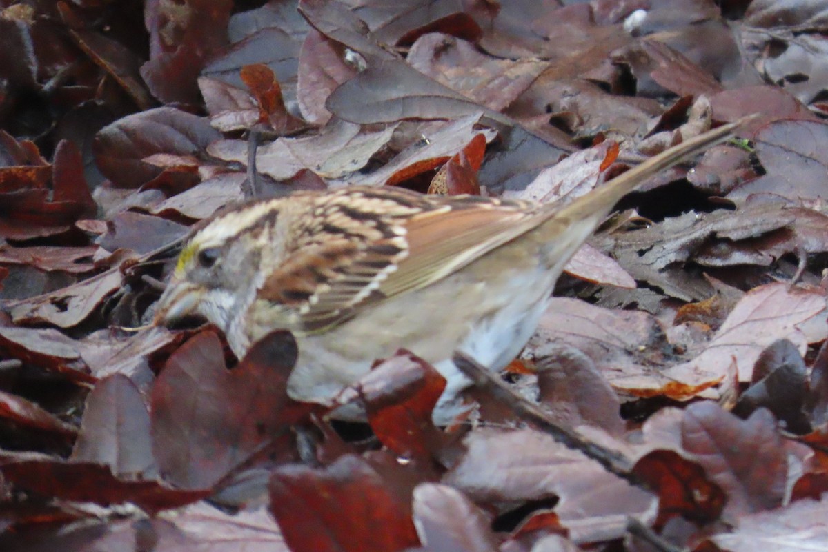 ノドジロシトド - ML646659282