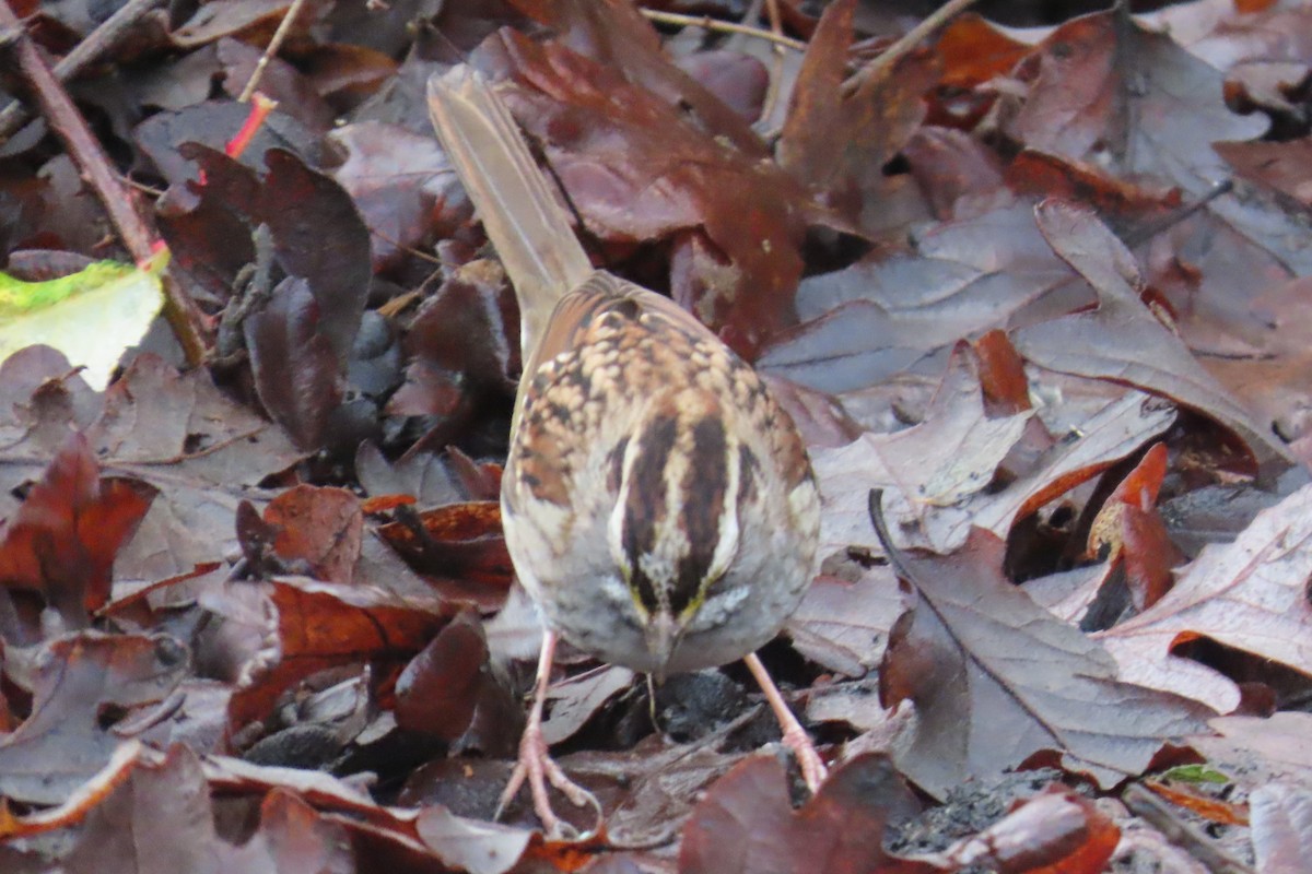 ノドジロシトド - ML646659283