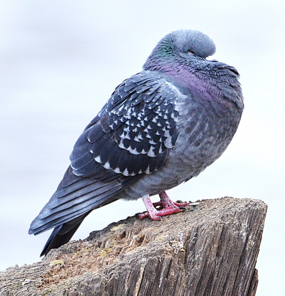 Хөхвөр тагтаа (суурин газрын) - ML646659284