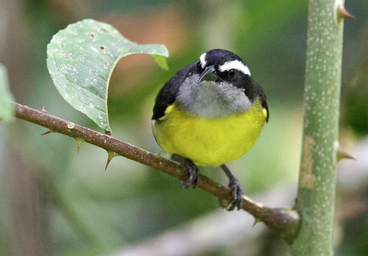 Банановая кареба, сахарная цветочница - ML646659289