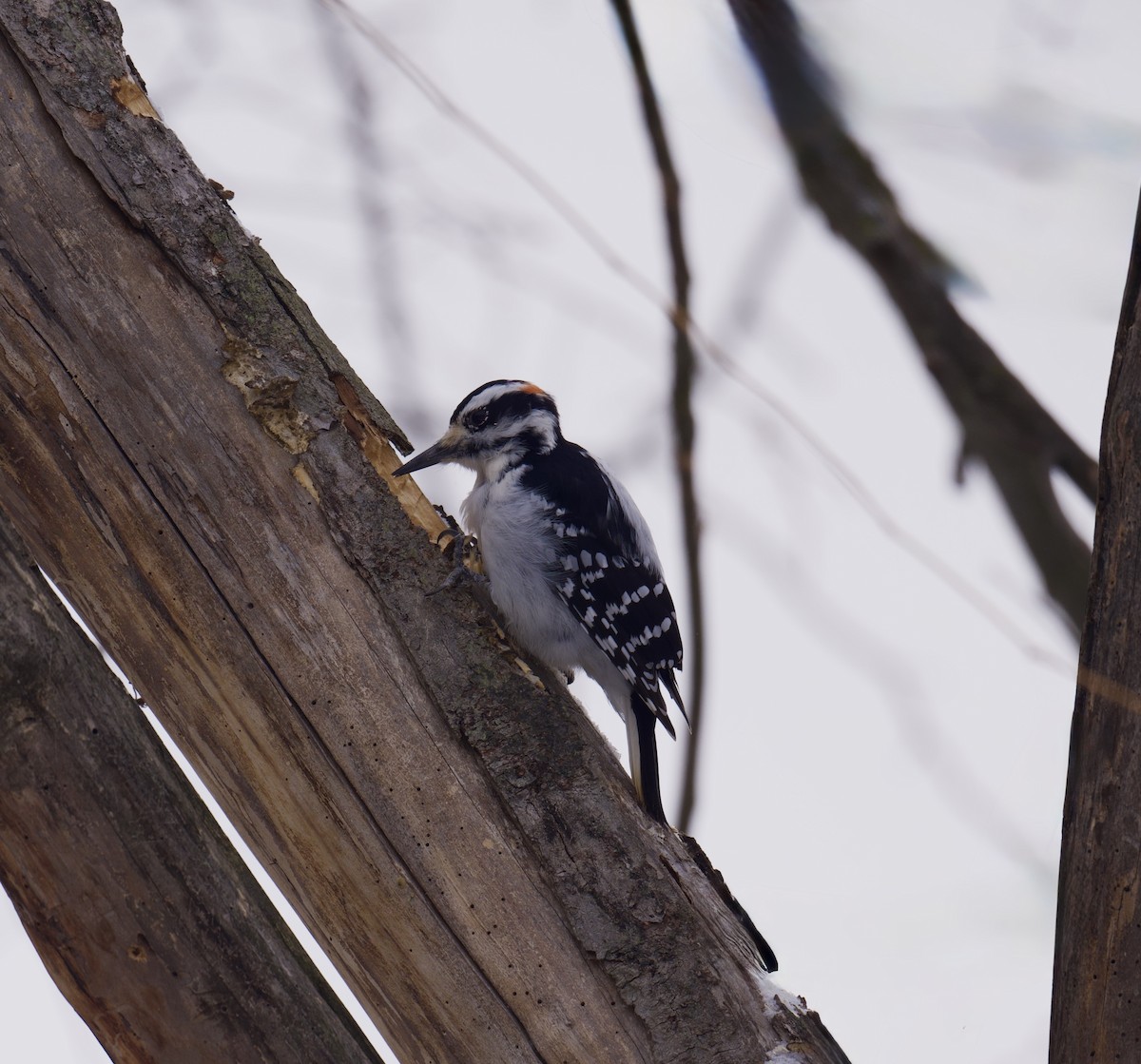 hårspett - ML646659292