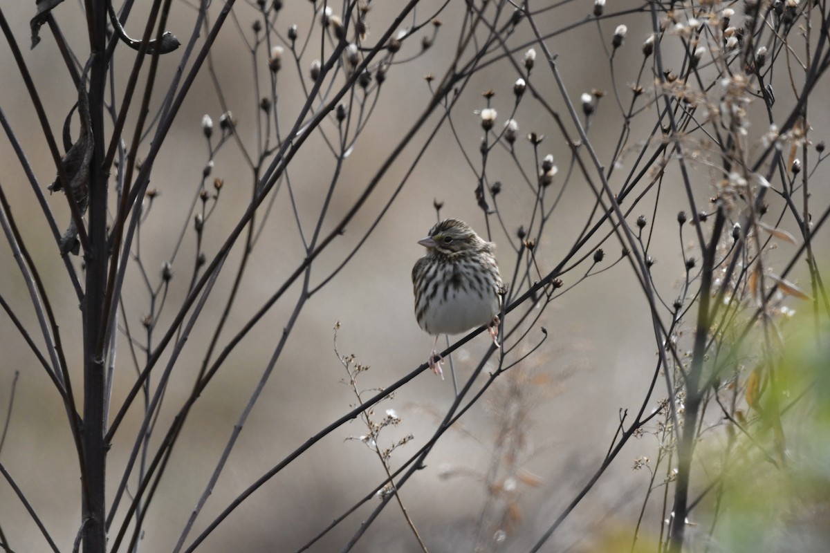 Пасовник савановий [група sandwichensis] - ML646659293