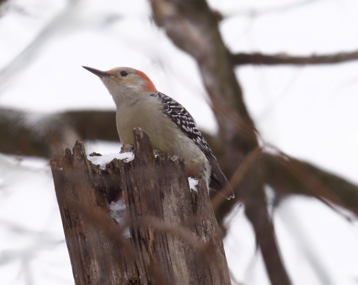 lundspett - ML646659294