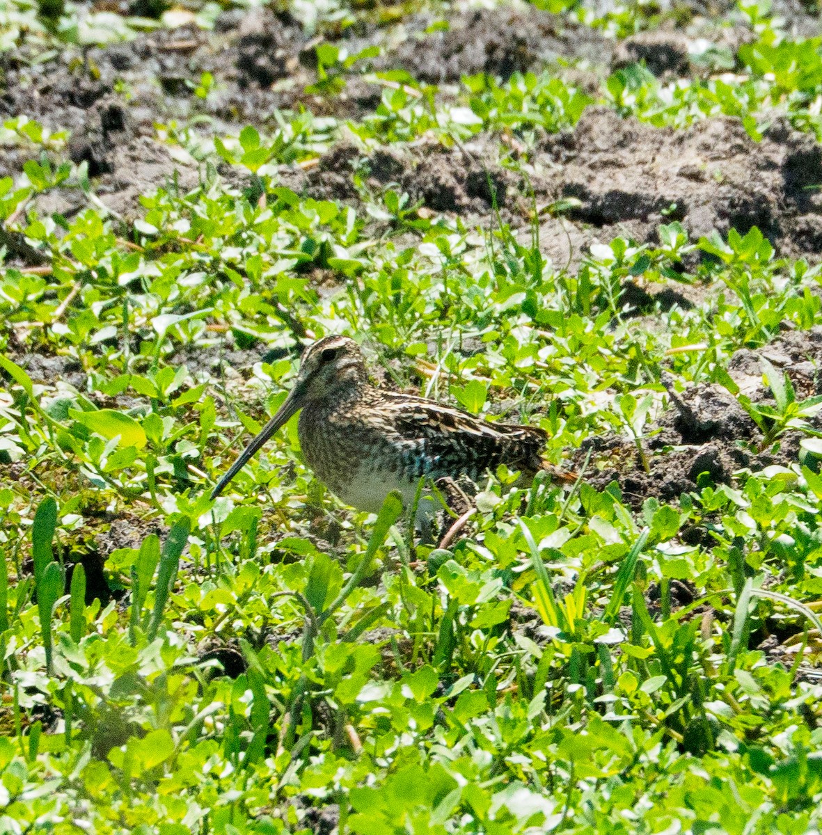 Pantanal Snipe - ML646659296