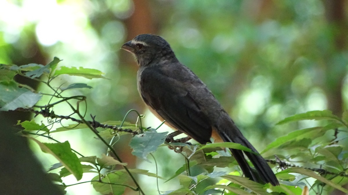 Bluish-gray Saltator - ML646659297