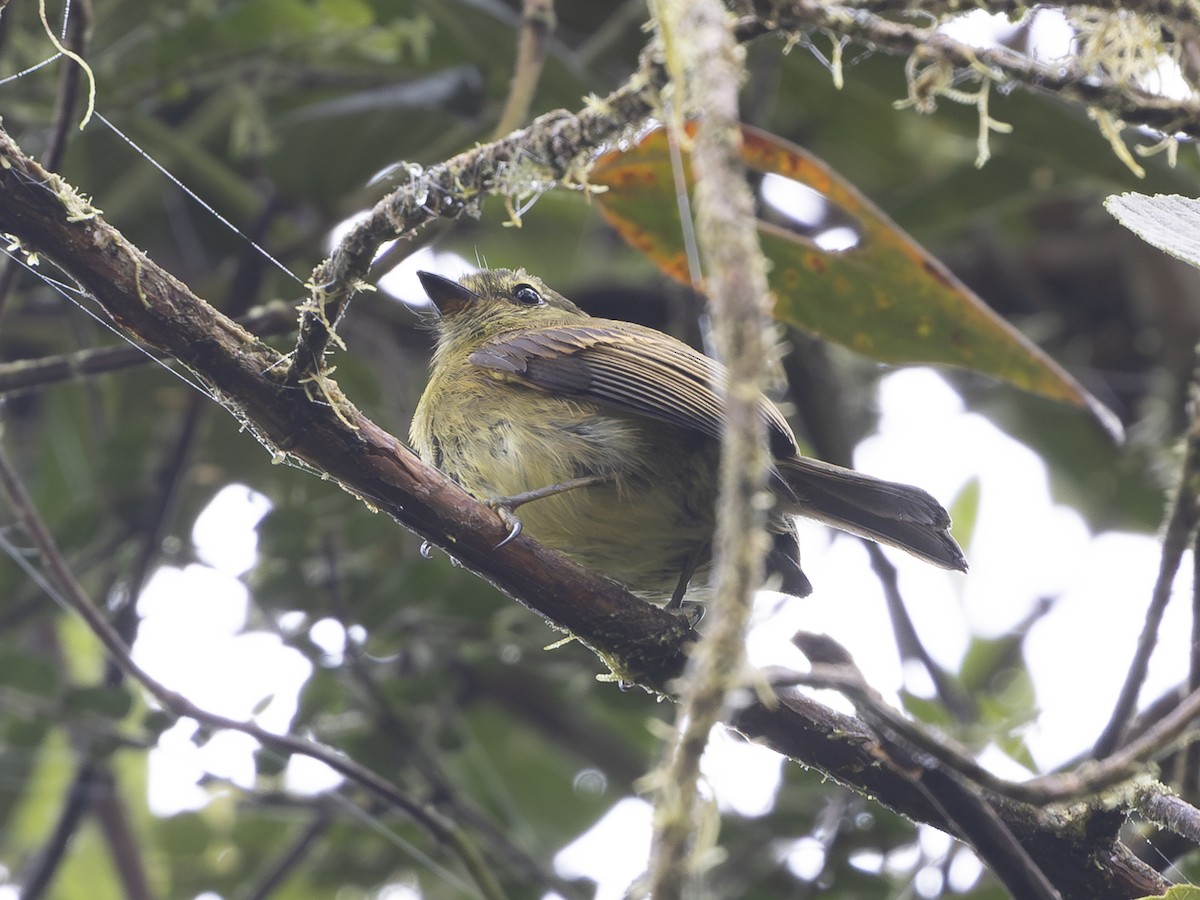 Курета оливкова - ML646659299