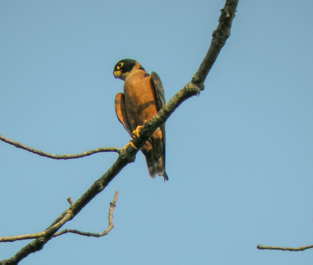 Asya Delice Doğanı - ML646659300