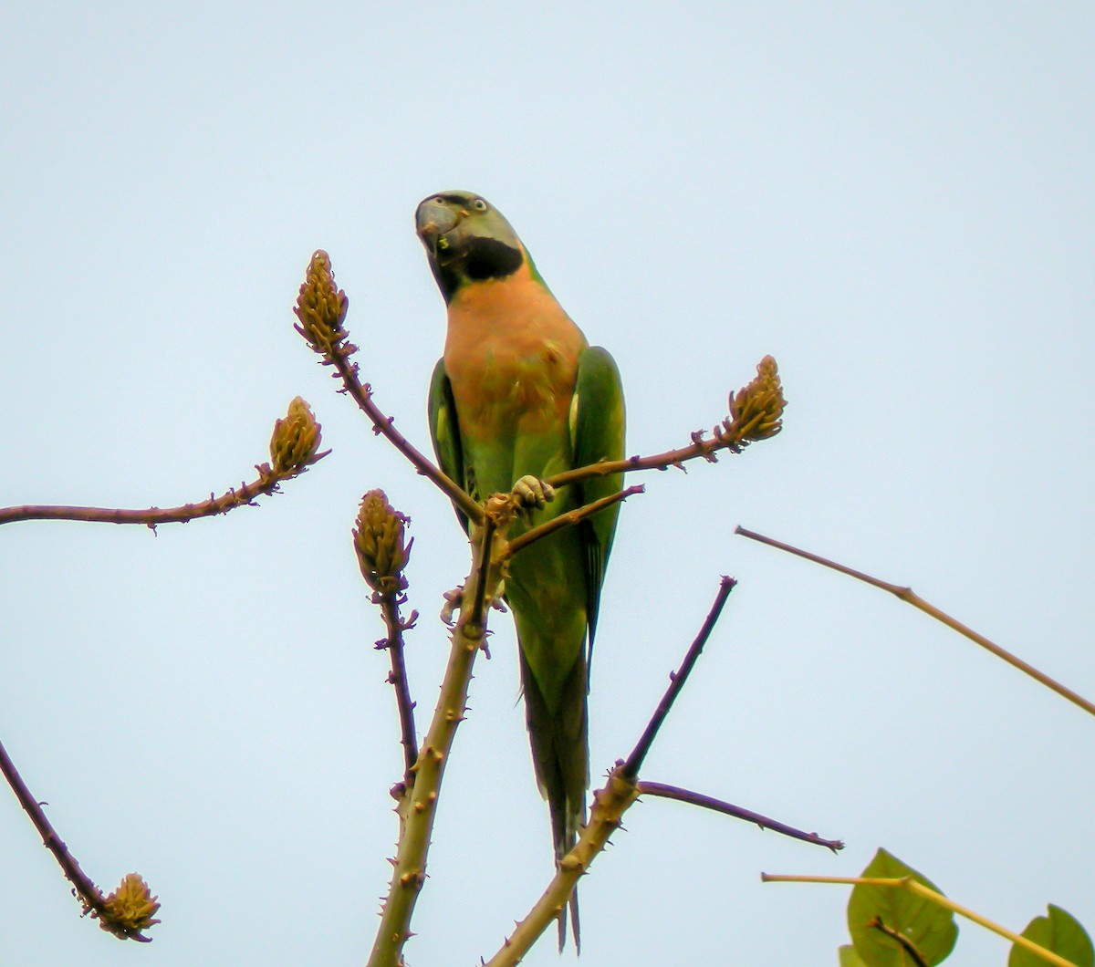 Red-breasted Parakeet - ML646659302