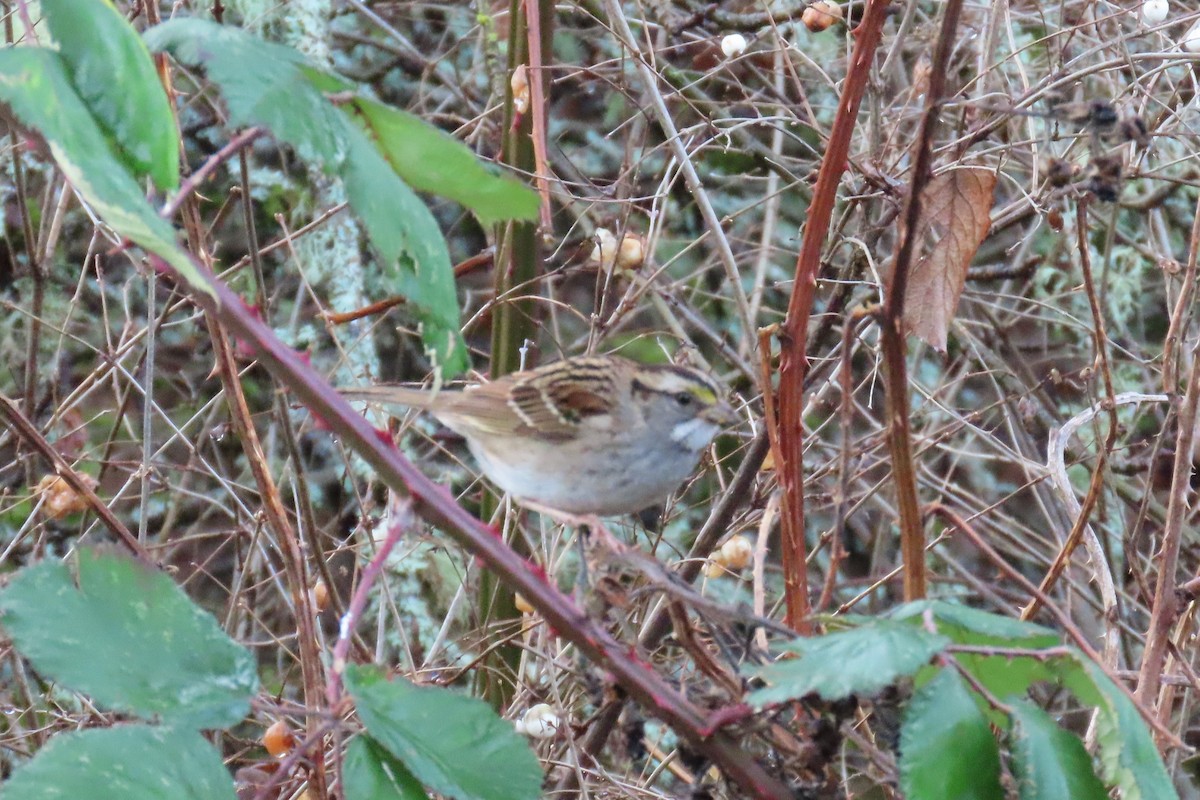 ノドジロシトド - ML646659307