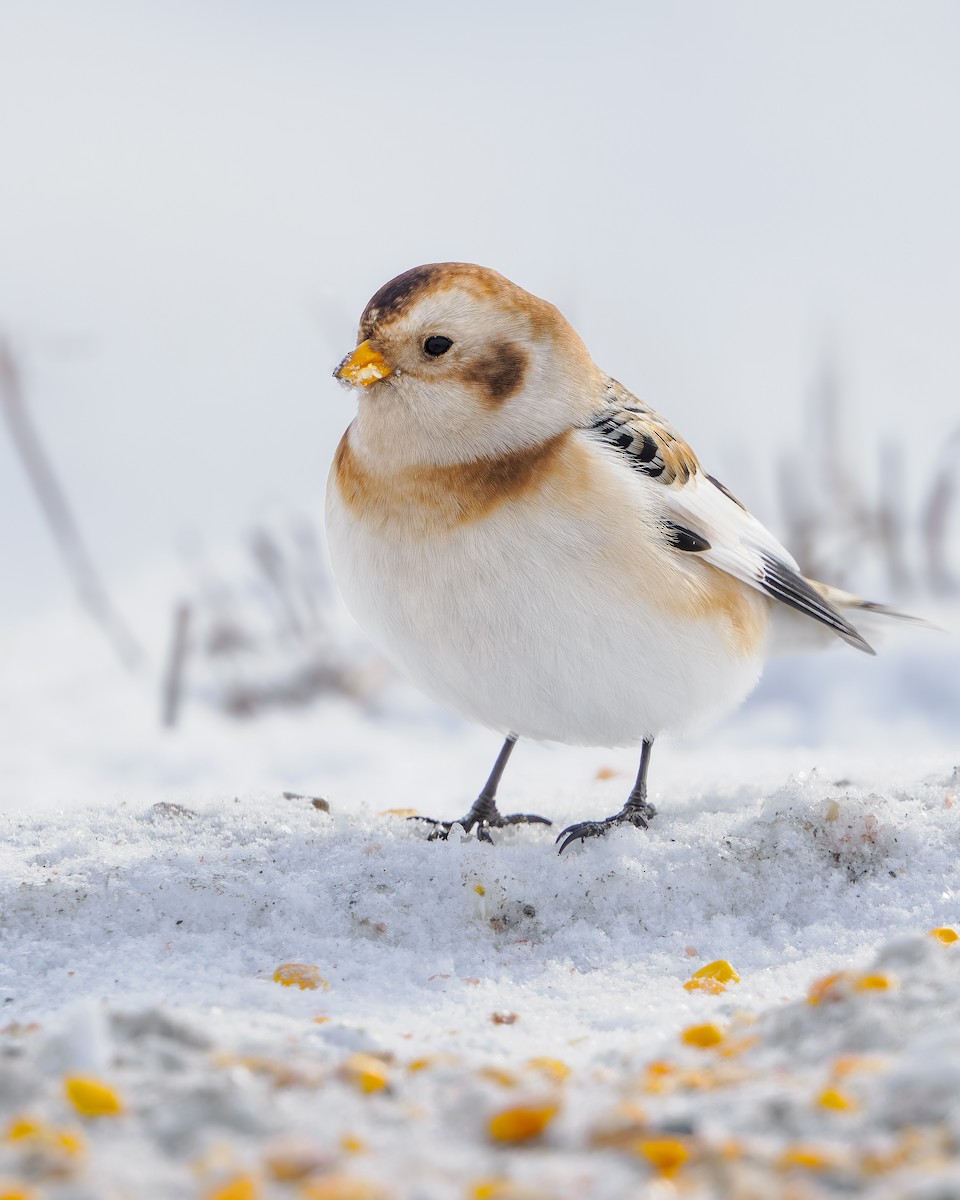 Snow Bunting - ML646659311