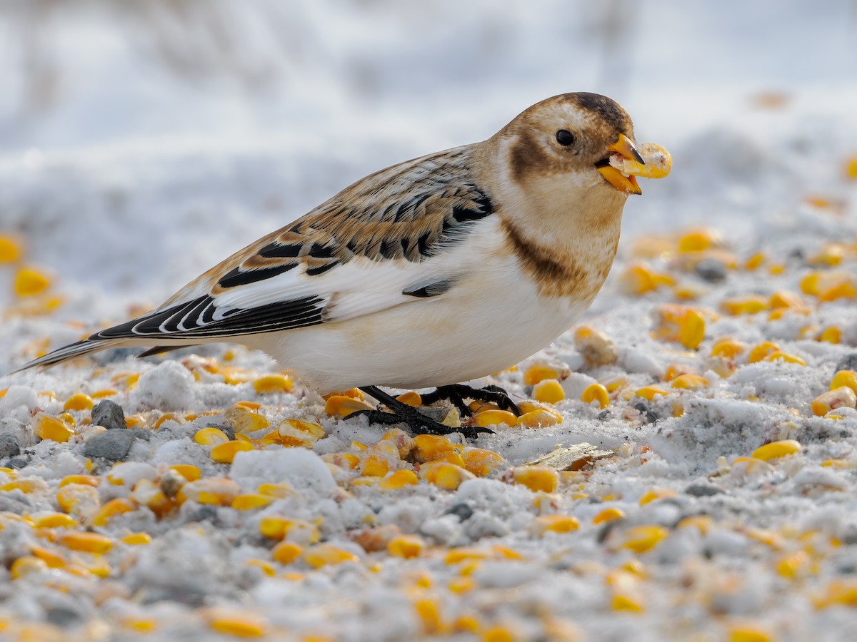 Snow Bunting - ML646659313