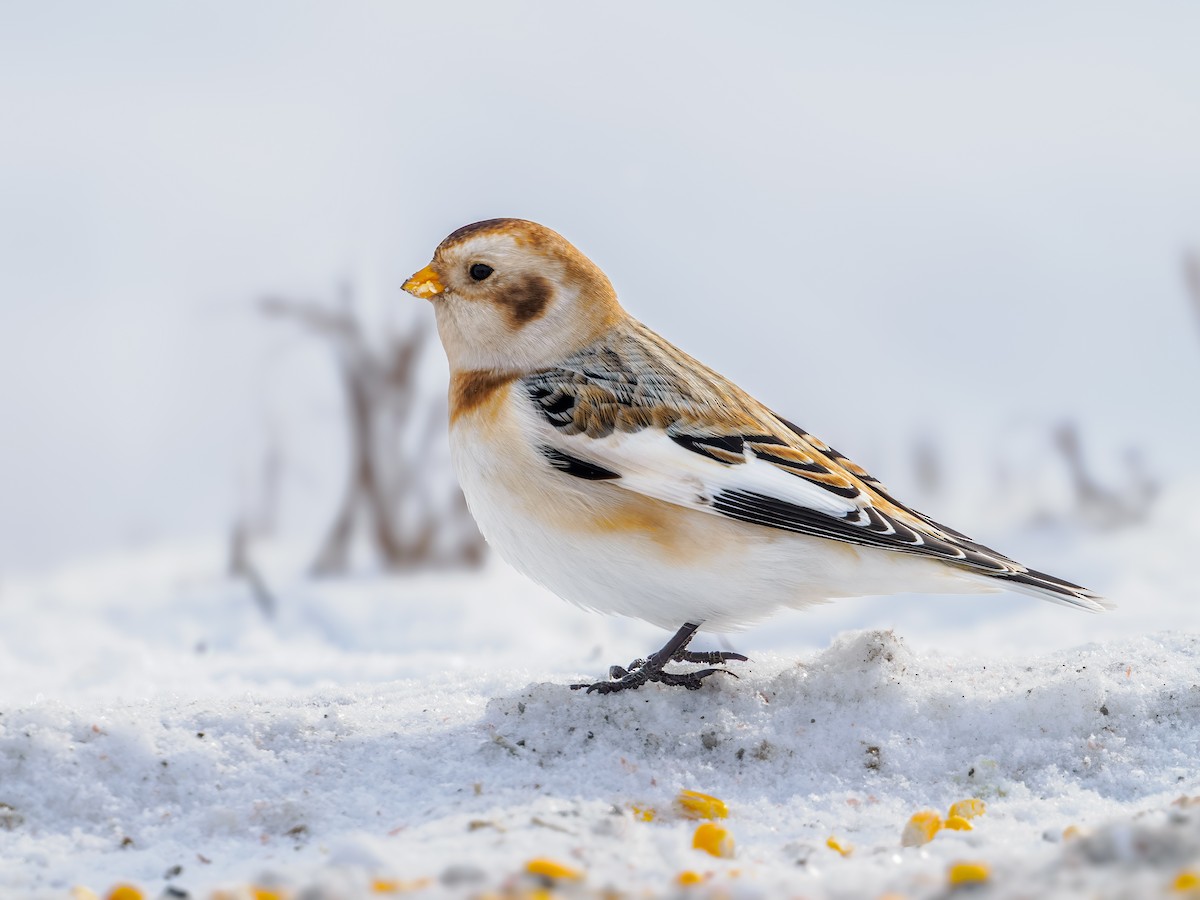 Snow Bunting - ML646659316