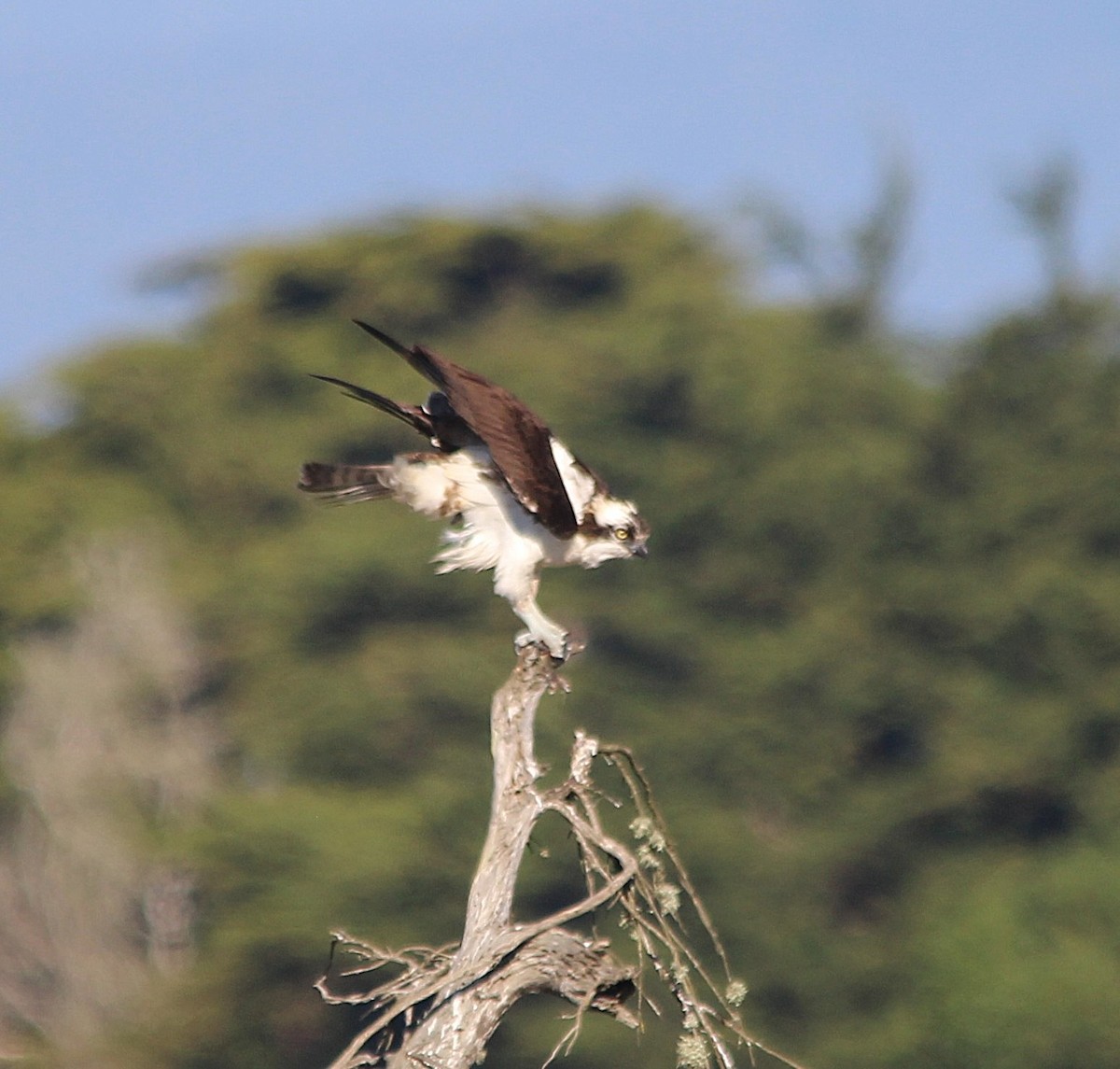 Osprey - ML646659317