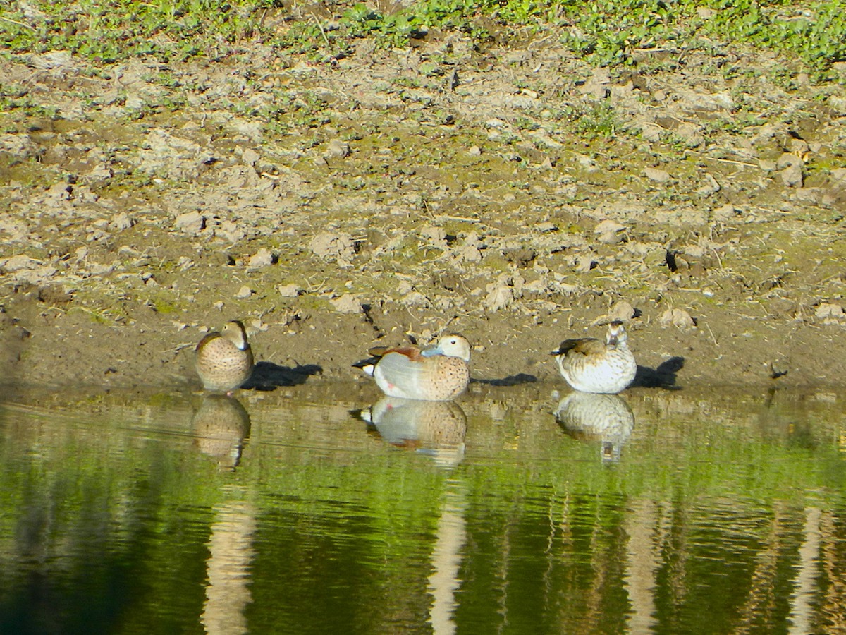 Ringed Teal - ML646659318