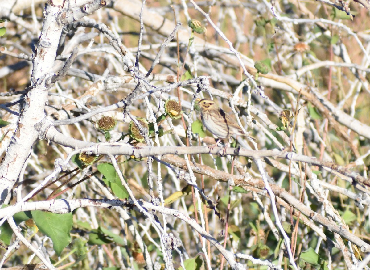 Bruant des prés - ML646659319