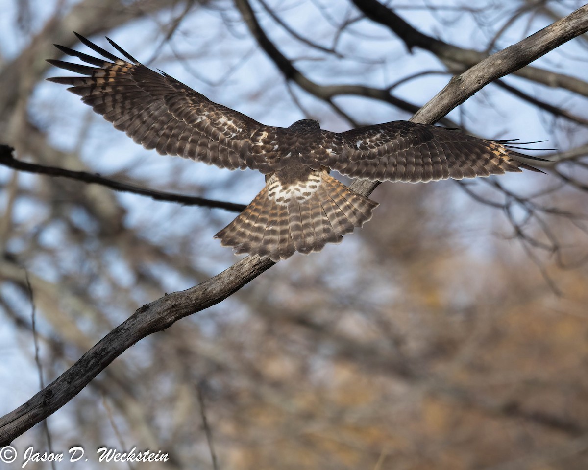 Red-shouldered Hawk - ML646659320