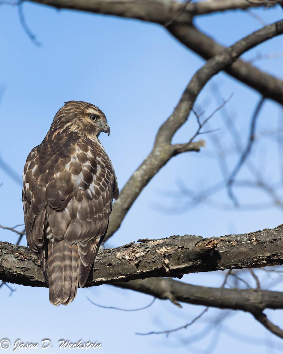 Red-shouldered Hawk - ML646659321