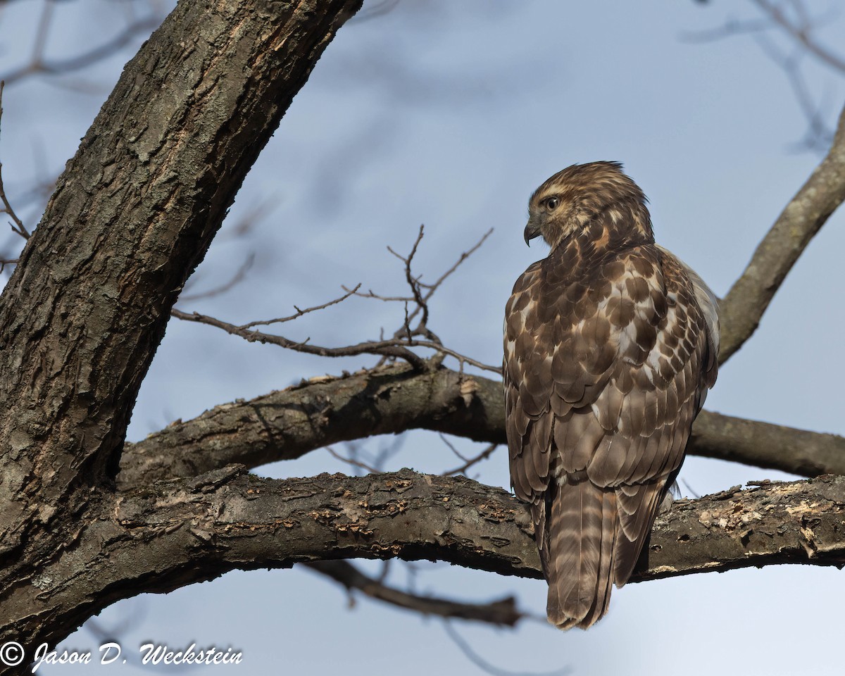 Red-shouldered Hawk - ML646659322