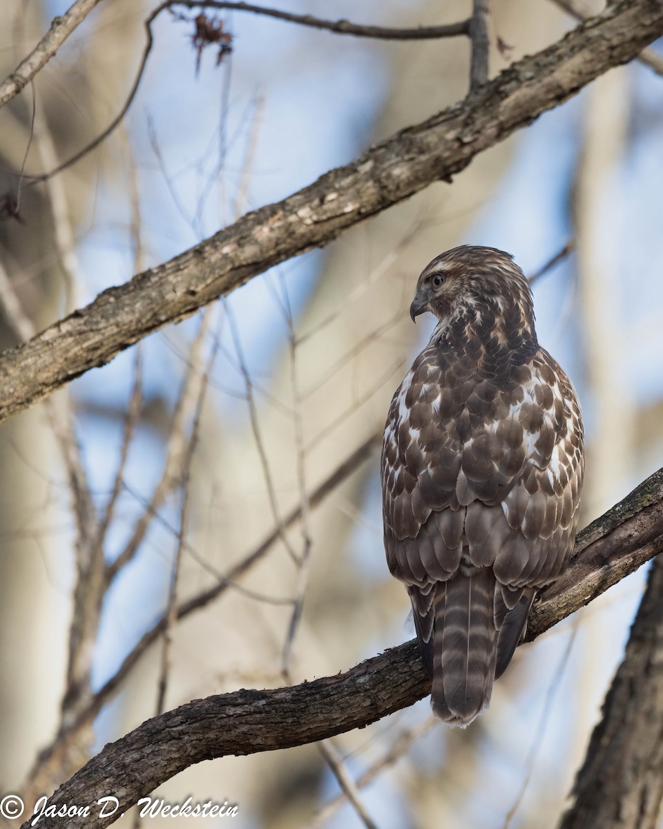 Red-shouldered Hawk - ML646659323