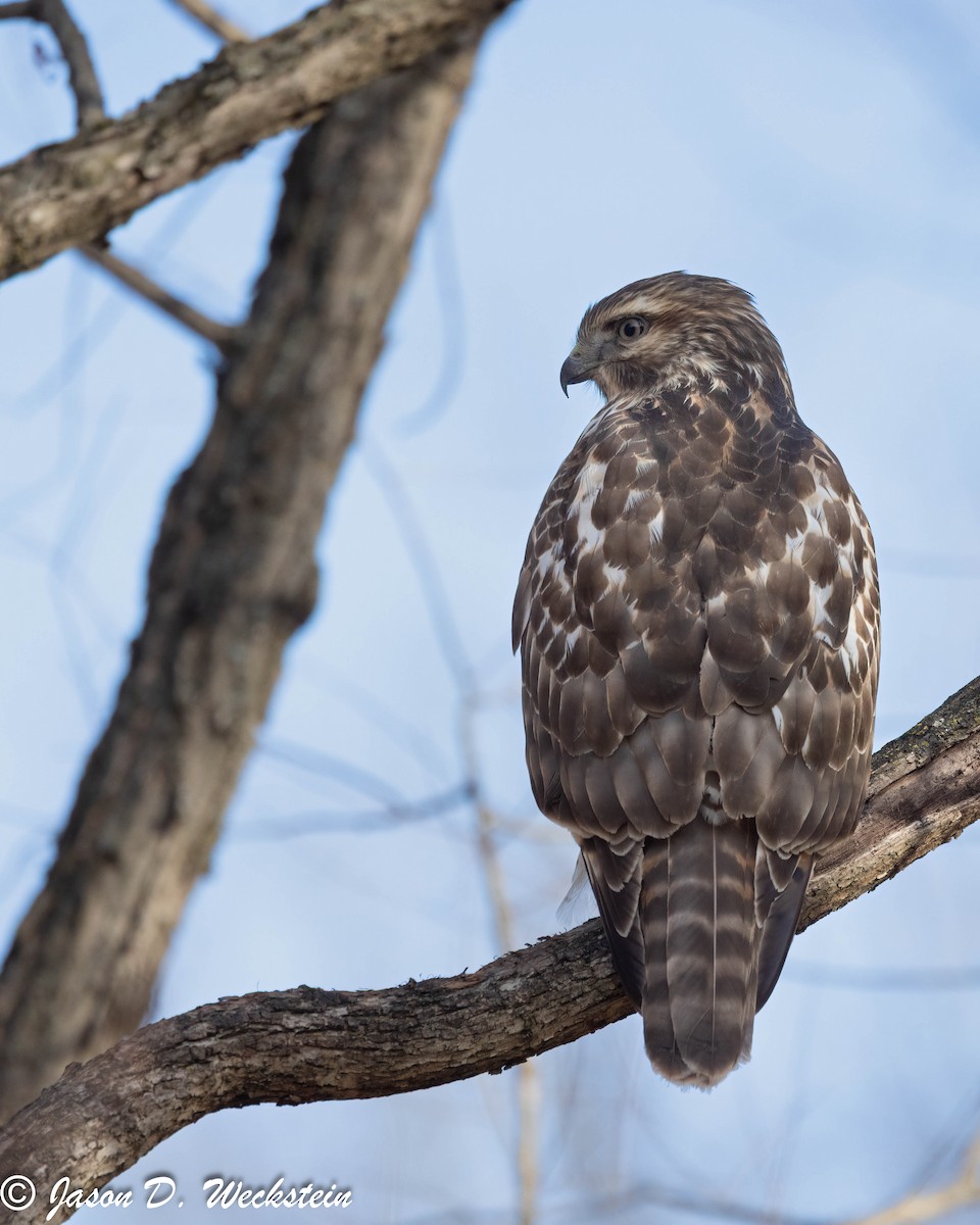 Red-shouldered Hawk - ML646659324