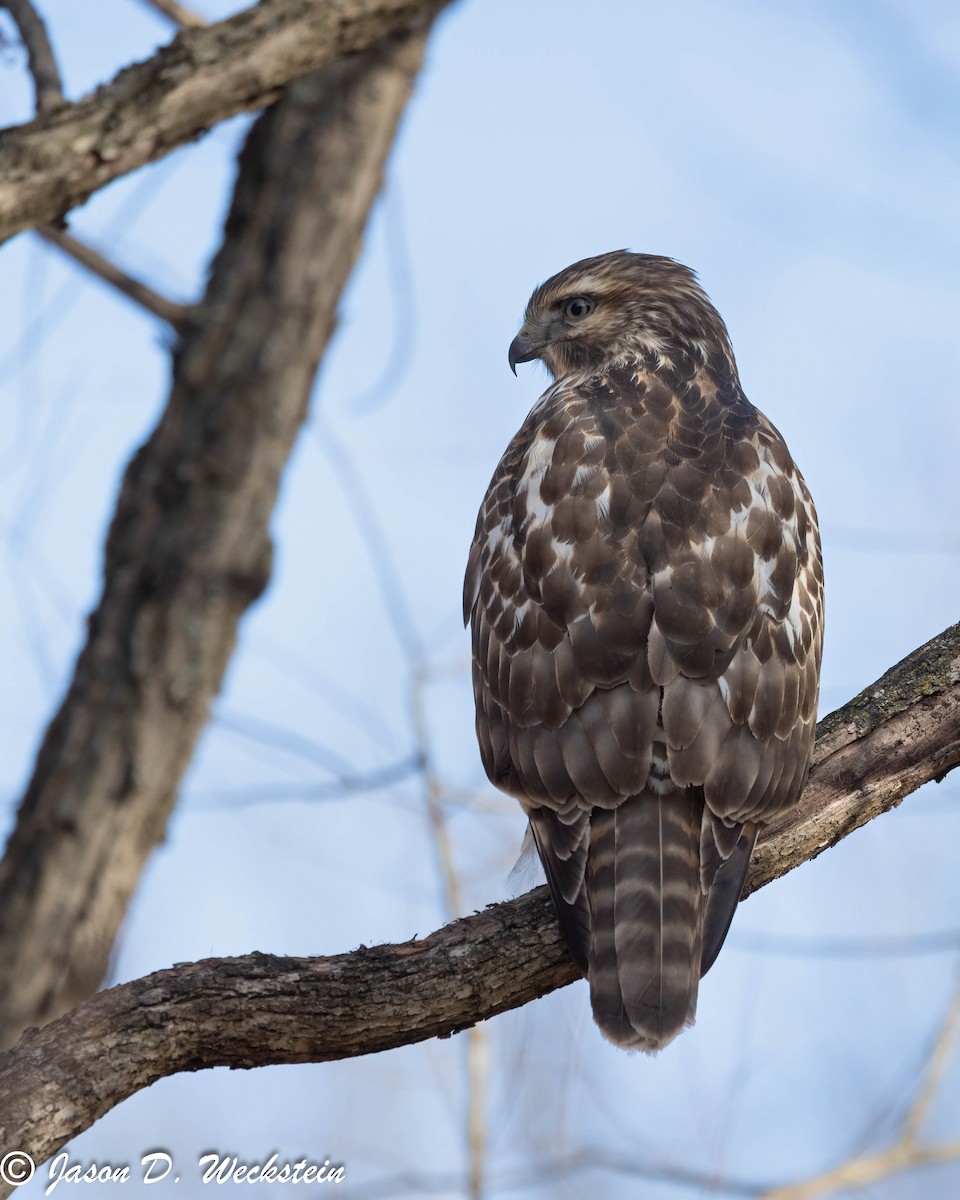 Red-shouldered Hawk - ML646659325