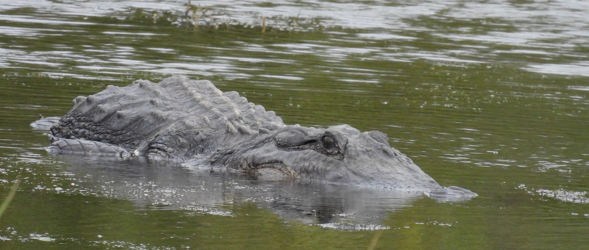 Caimán del Mississippi - ML646659327