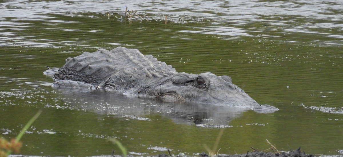 Caimán del Mississippi - ML646659328