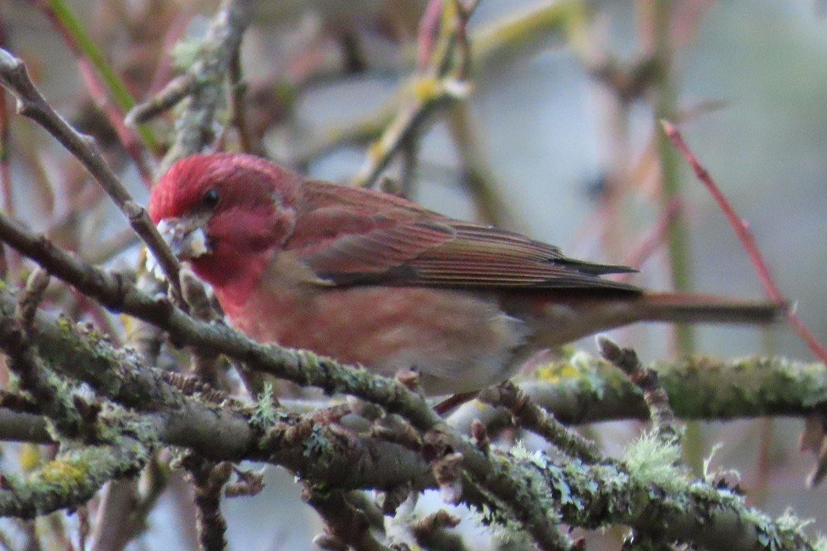 hýl nachový - ML646659329