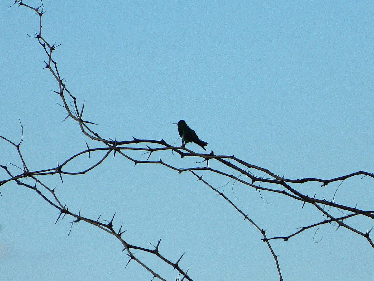 Glittering-bellied Emerald - ML646659335
