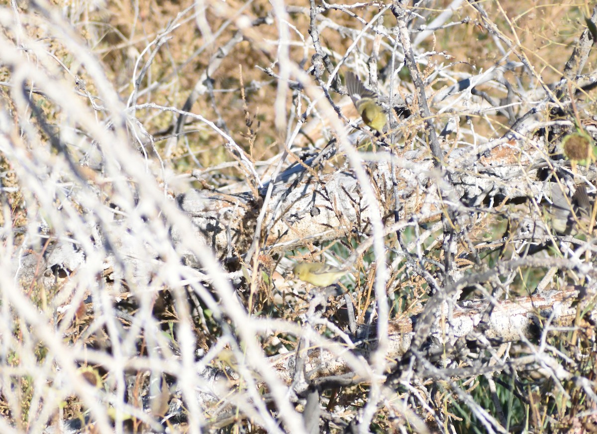 Chardonneret mineur - ML646659339