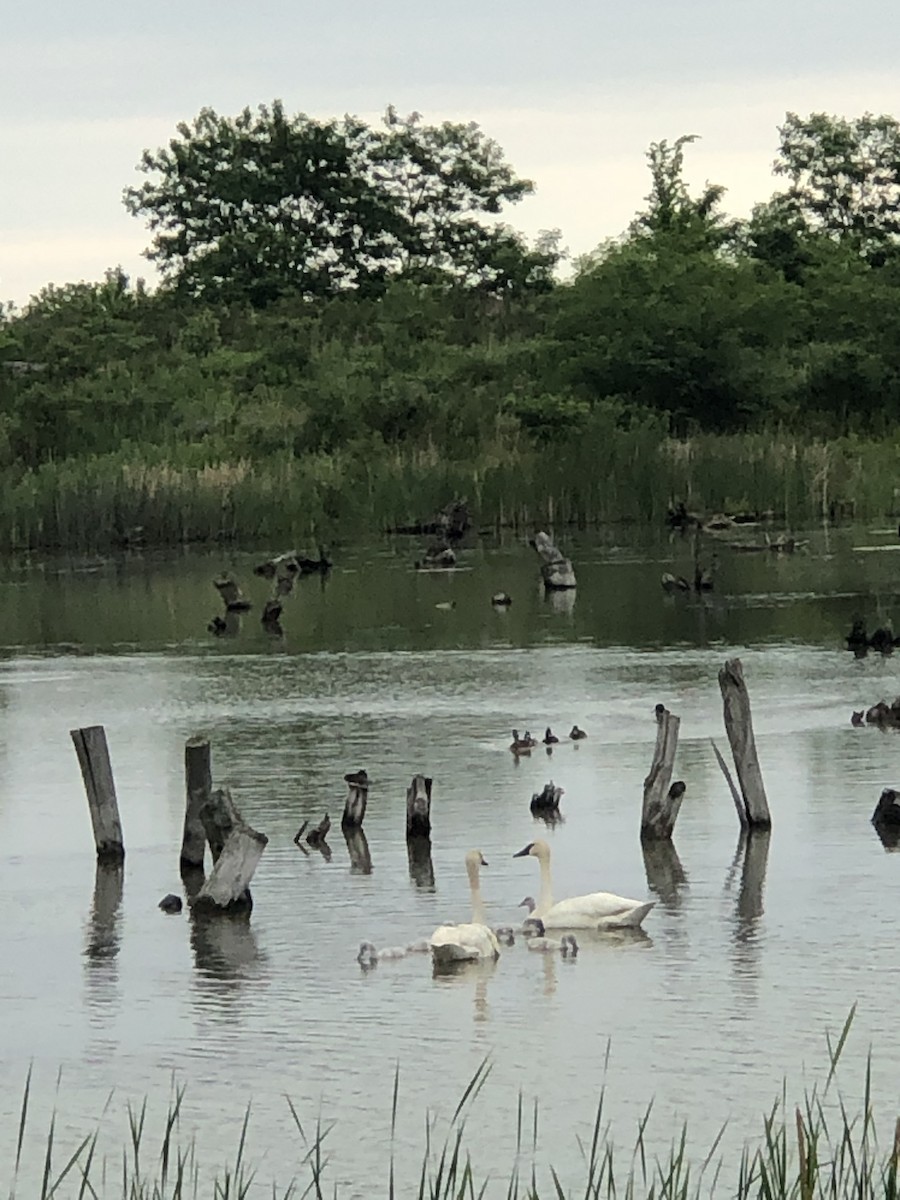 Trumpeter Swan - ML646659340