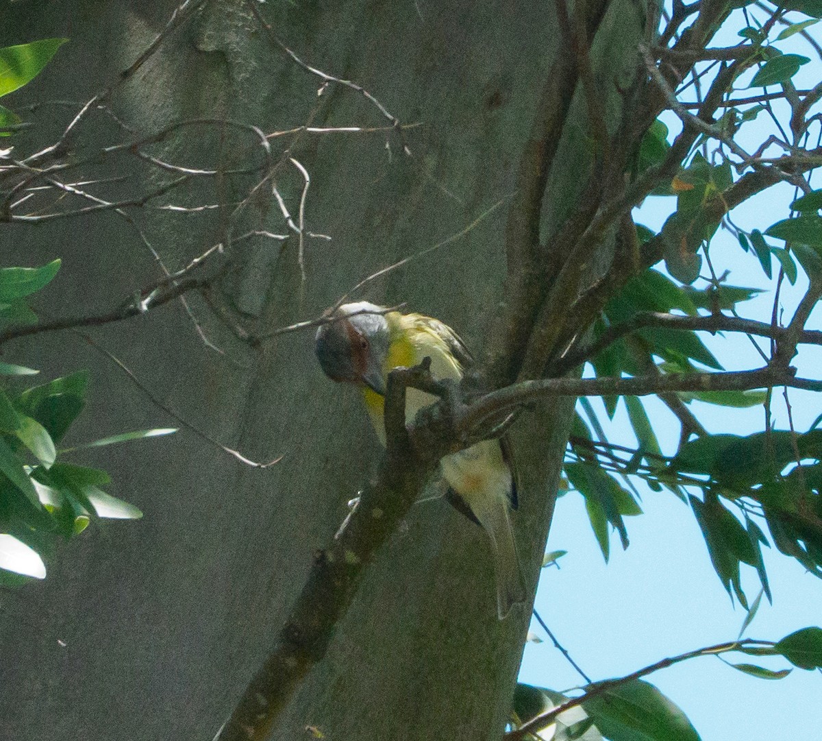 Віреон рудобровий - ML646659341