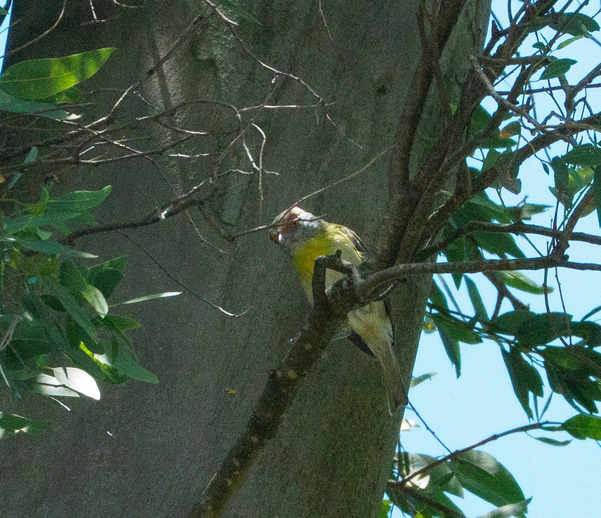 Віреон рудобровий - ML646659342
